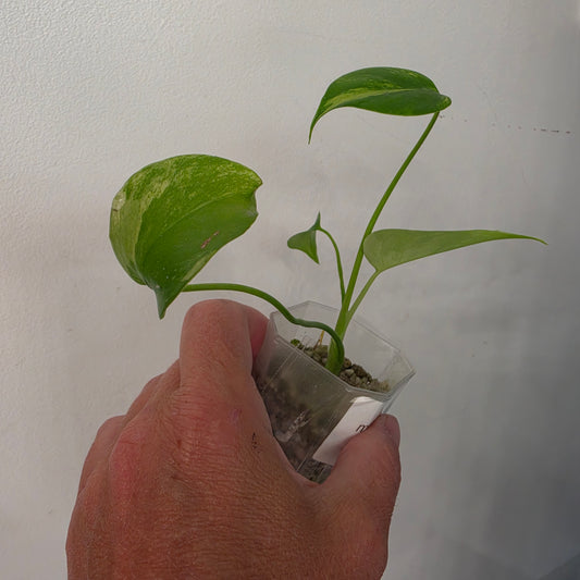 Monstera Aurea – Exact Plant No. 1 - See Description