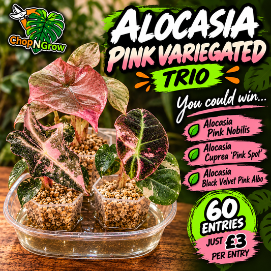 Pink Alocasia Bundle - SEE DESCRIPTION!