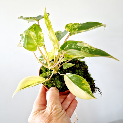 Philodendron Burle Marx Variegata Houseplant 10.5cm pot (2)