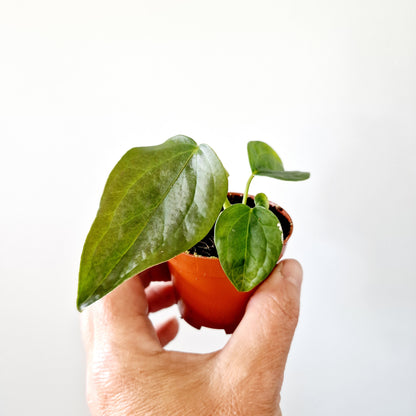 Anthurium Queen of Hearts Houseplant 6cm pot