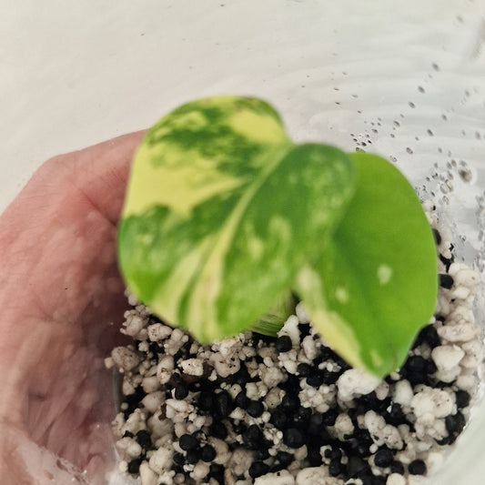 PRE-ORDER – Monstera Lemon Lime ‘Pom Pom’ - Young Exact TC Plant (#1)