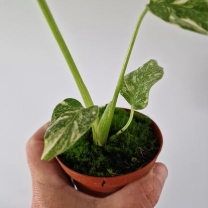 Monstera Thai Constellation Rare Houseplant 8cm pot (1)