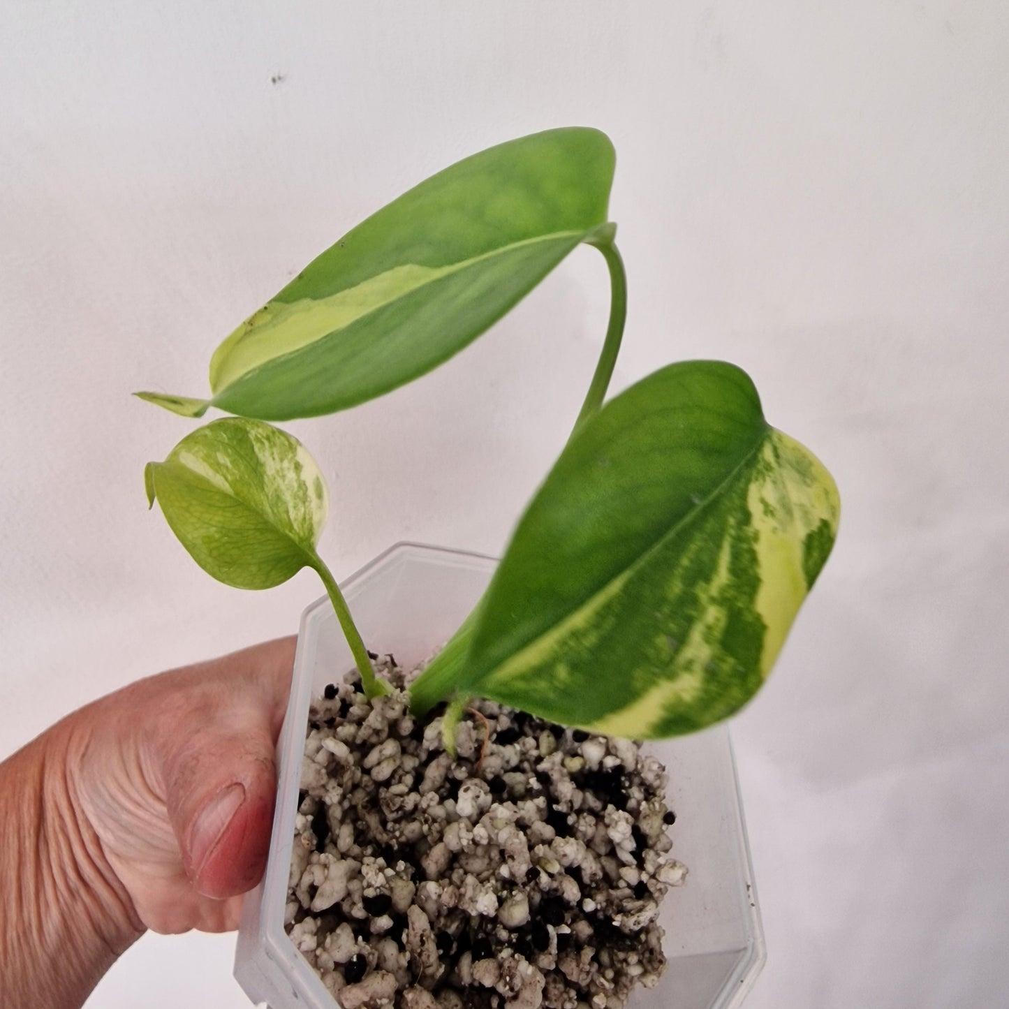 Monstera Yellow Marilyn – Variegated Monstera Exact Plant (3)