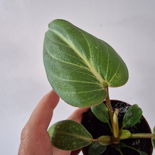 Philodendron Baby Houseplant 6cm pot