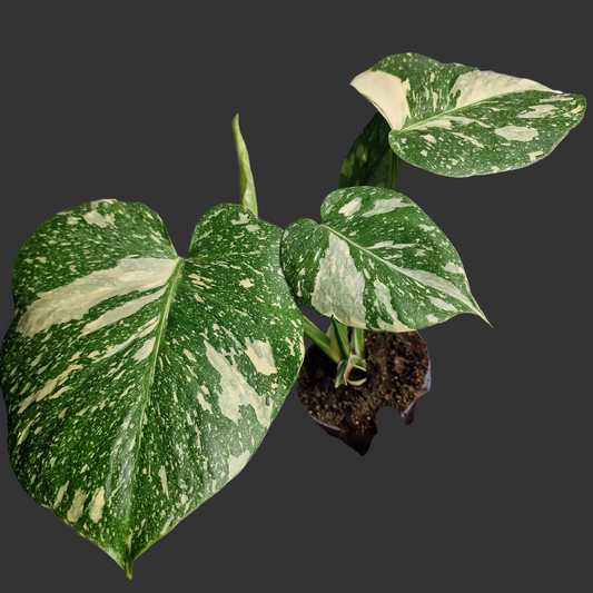 Monstera Crème Brûlée – 12cm Pot - Exact Plant (#2)