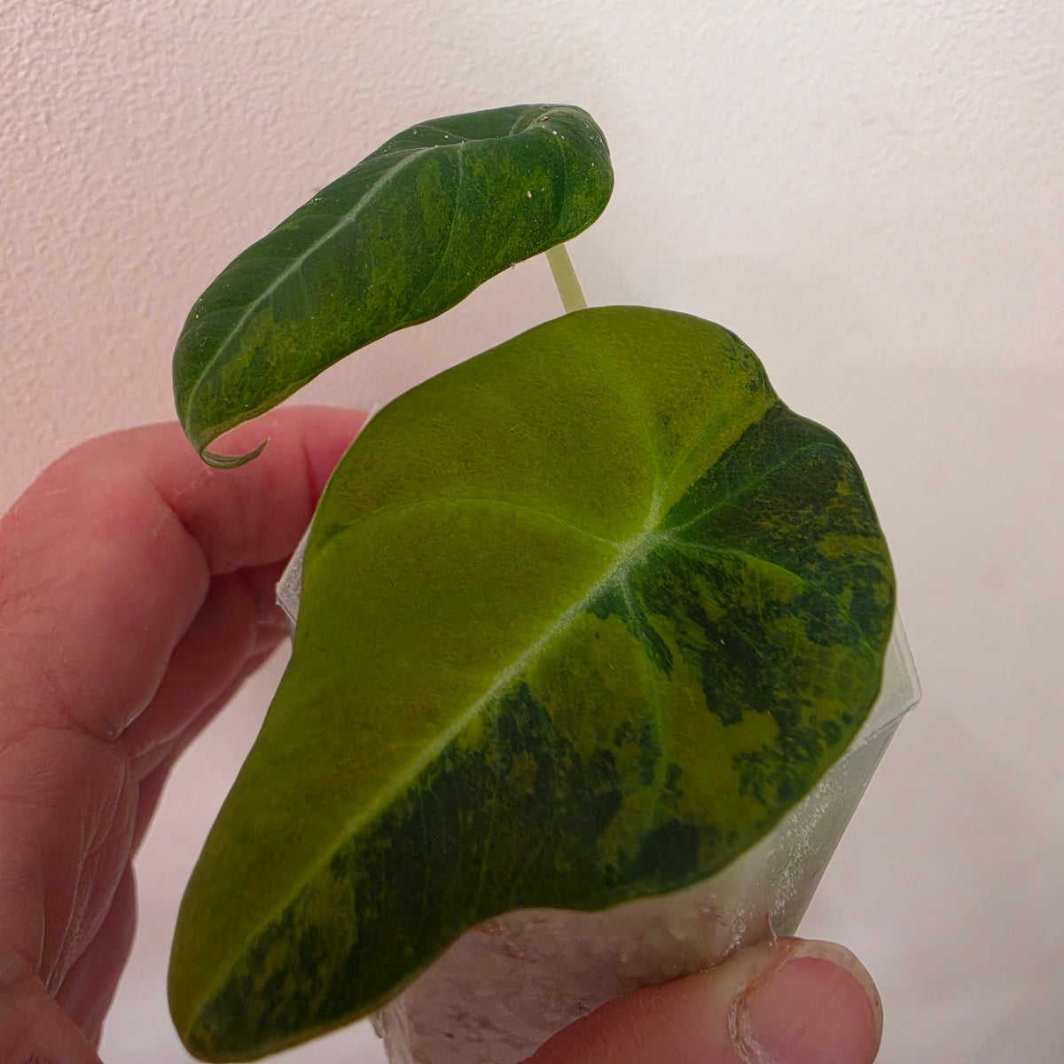 Alocasia Black Velvet Gold Variegated – Established | Exact Plant #1