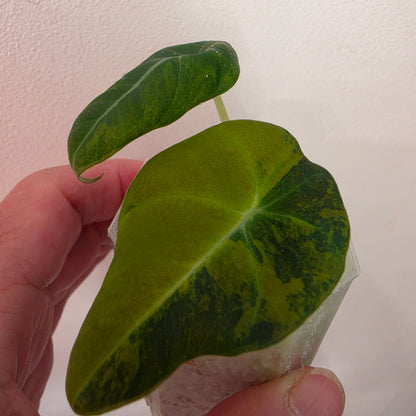 Alocasia Black Velvet Gold Variegated – Established | Exact Plant #1
