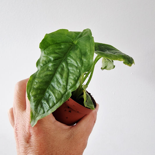Alocasia Dragons Breath Heterophilla Rare Houseplant 6cm pot