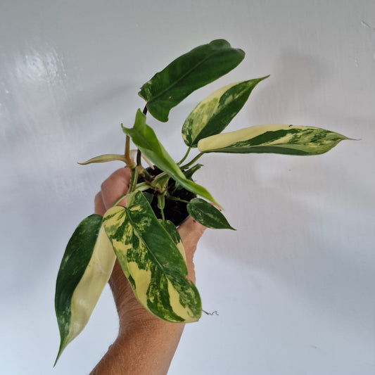 Philodendron Florida Beauty Rare Houseplant 6cm pot