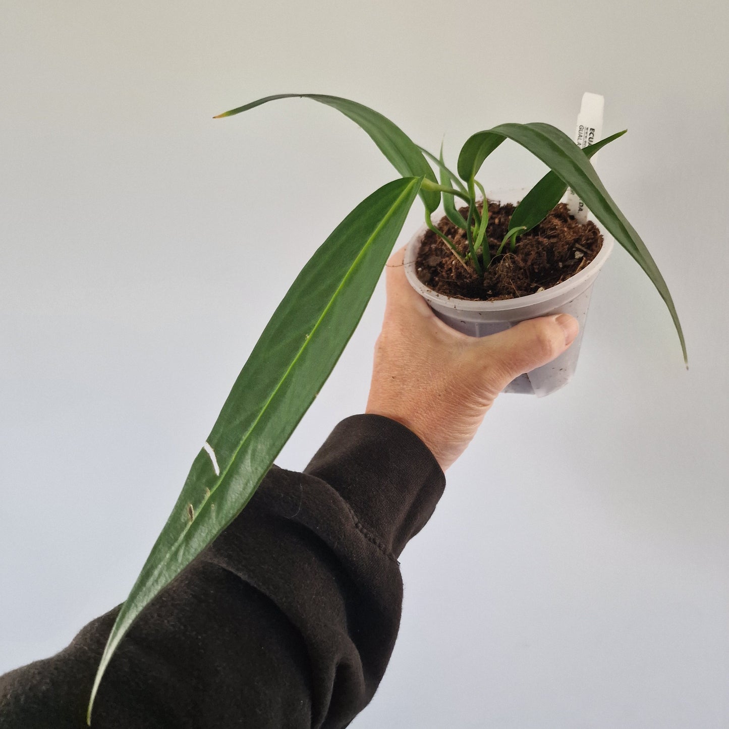 Ecuagenera Rehab Anthurium wendlingeri