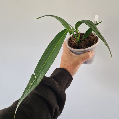Ecuagenera Rehab Anthurium wendlingeri