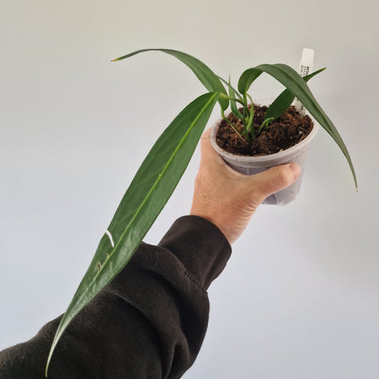 Ecuagenera Rehab Anthurium wendlingeri