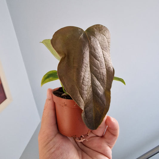Anthurium Queen of Hearts Rare Houseplant 6cm pot