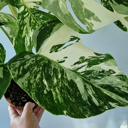 Monstera Deliciosa Albo Super White Rare Houseplant 15cm pot (2)