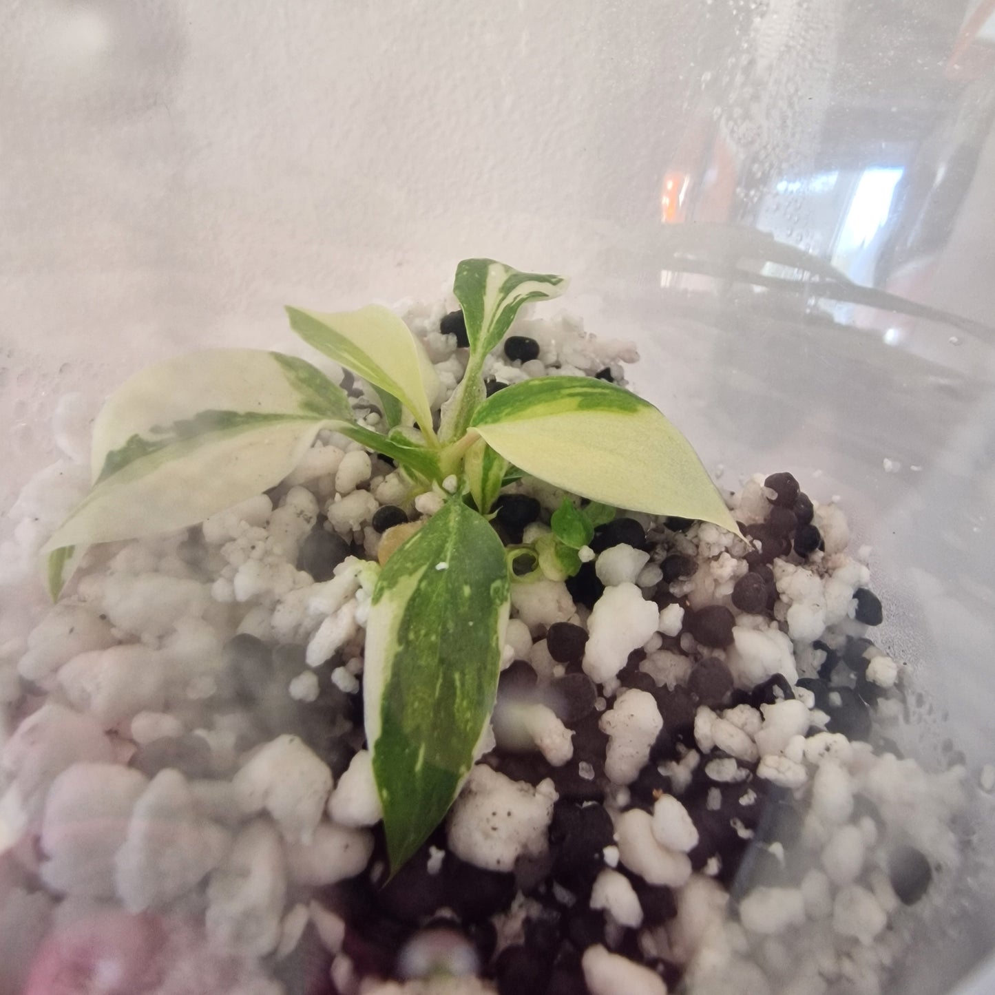 Philodendron Gloriosum No2 (Variegated)  – Young Exact TC Plant (#5)