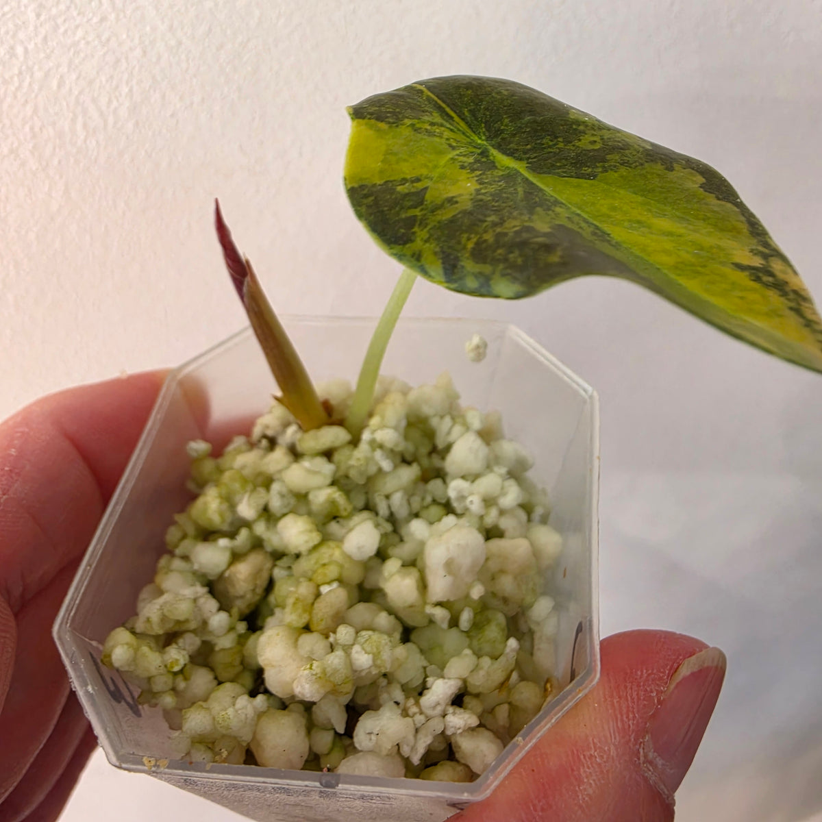Alocasia Cuprea ‘Latte Gold’ – Acclimatised Tissue Culture | Exact Plant #3