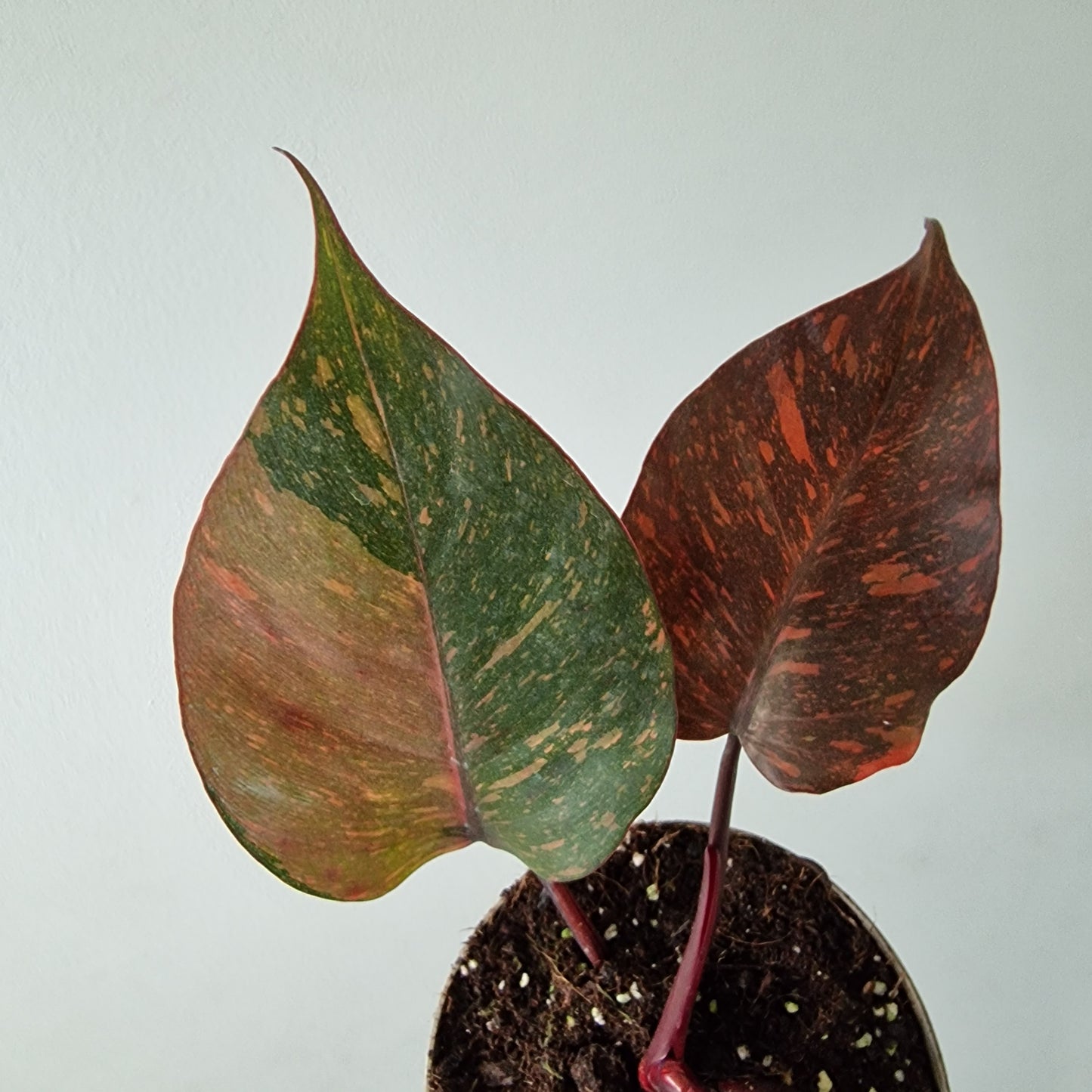 Philodendron Orange Princess – Premium Variegated Selection (#4)