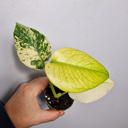 Monstera Mint – 6cm Pot (#5)