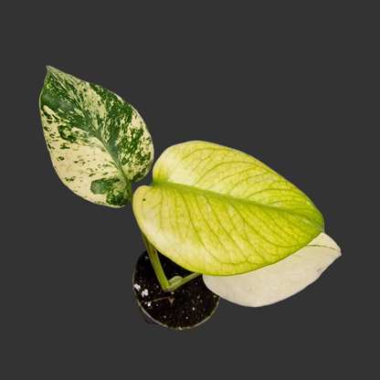 Monstera Mint – 6cm Pot (#5)