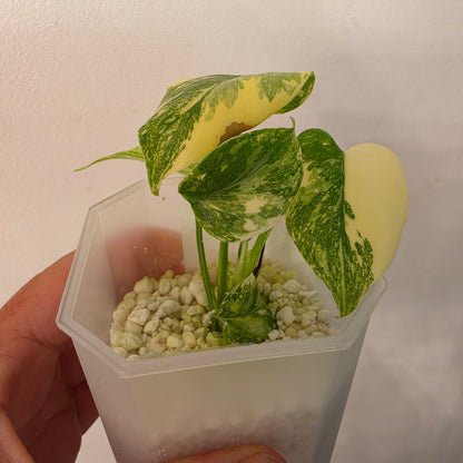 Monstera Crème Brûlée – Exact Plant No. 1 - See Description