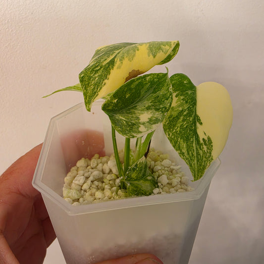 Monstera Crème Brûlée – Exact Plant No. 1 - See Description