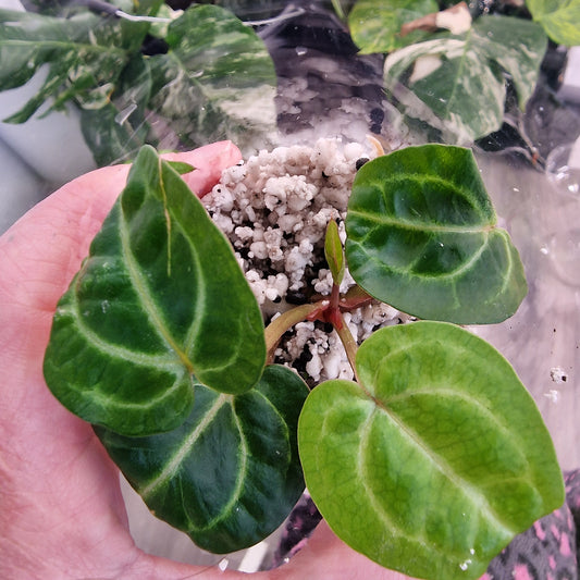 Anthurium Wonderboy × Michelle rare houseplant