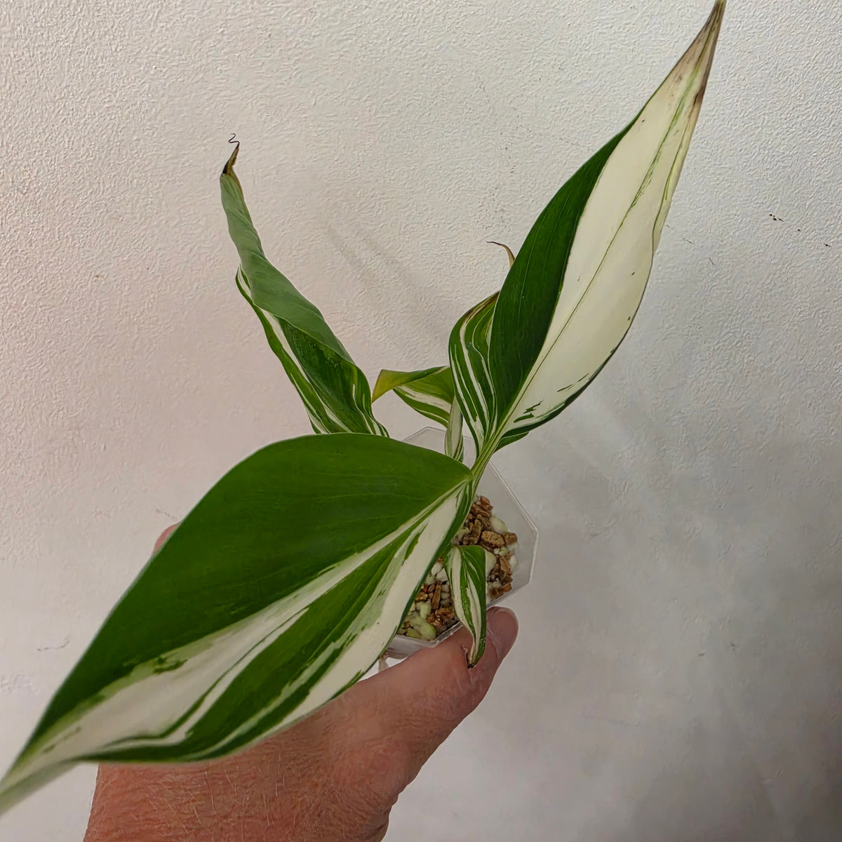 Musa ‘Hawaii’ Variegated – Established | Exact Plant #1