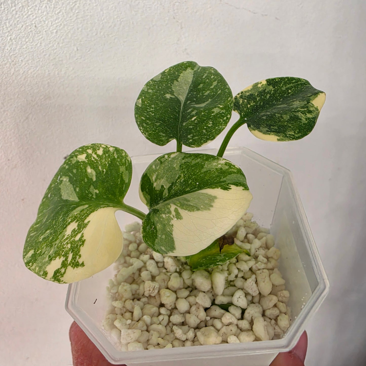 Monstera Crème Brûlée – Exact Plant No. 3 - See Description