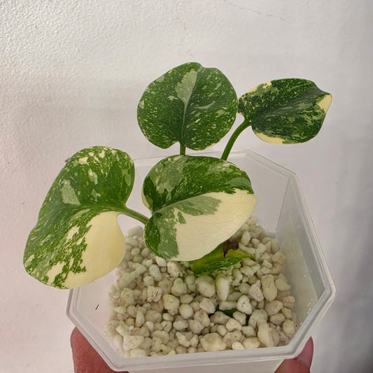 Monstera Crème Brûlée – Exact Plant No. 3 - See Description
