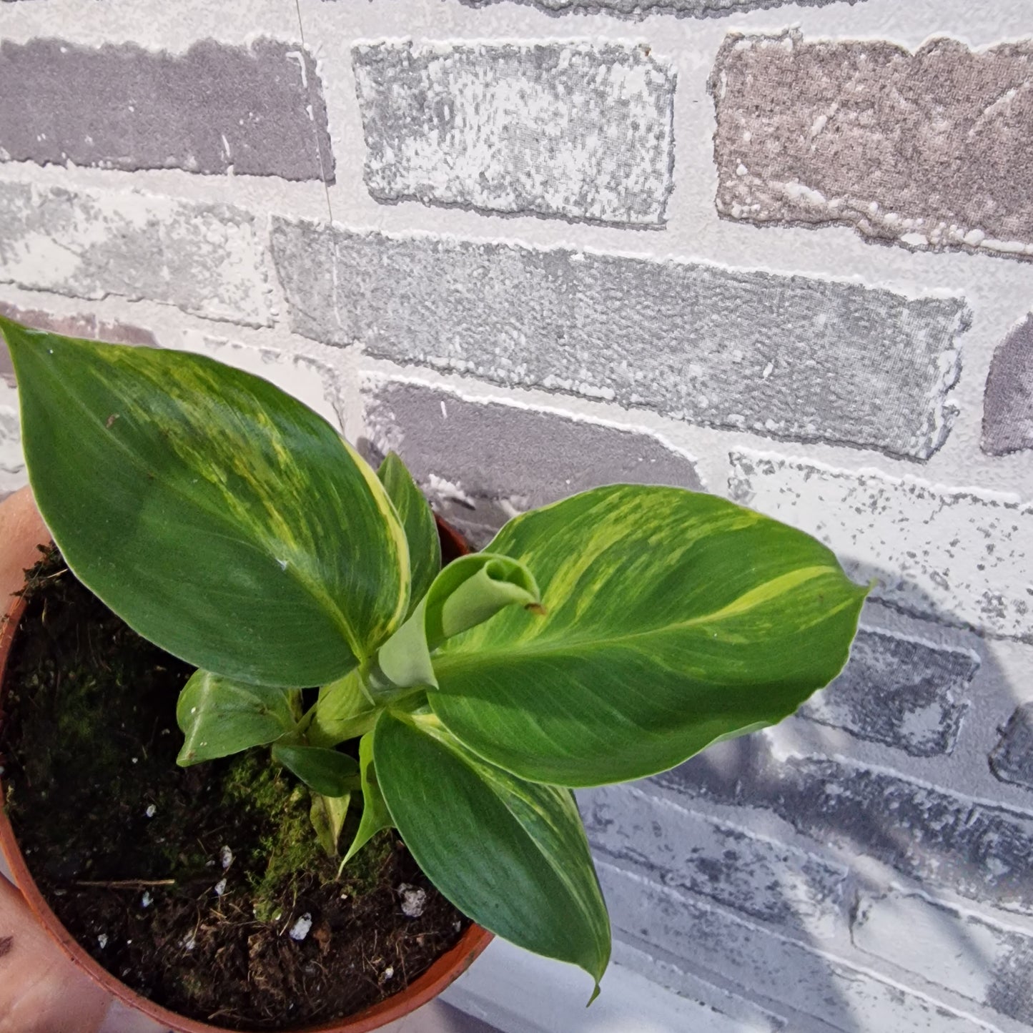 Musa Aurea Rare Houseplant 10.5cm pot (2)