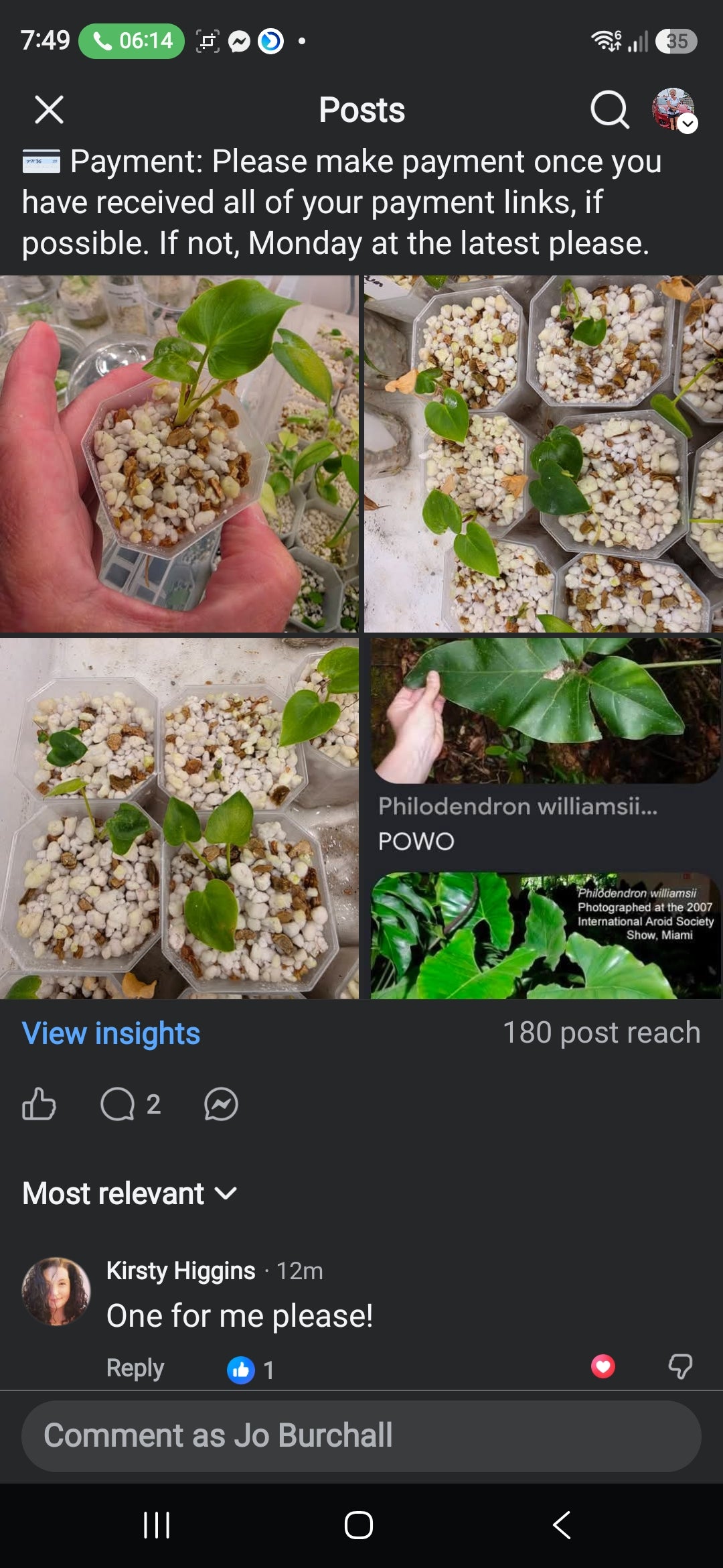 Sunday CnG Sale - Kirsty Williamsii
