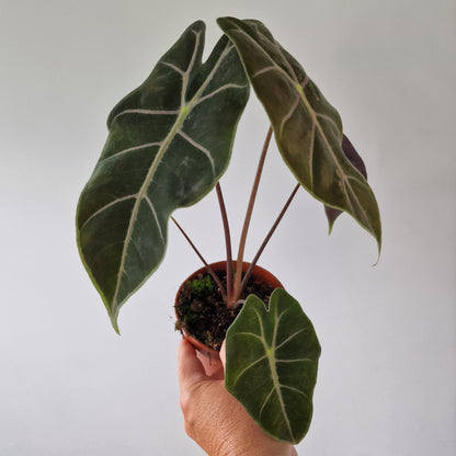 Alocasia Suhirmaniana Rare Houseplant 10.5cm pot
