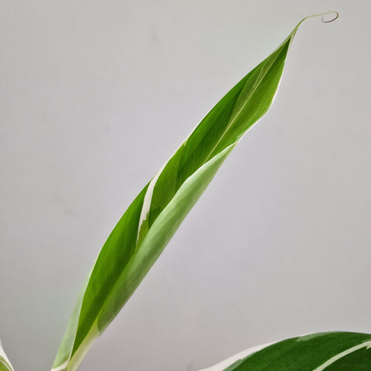 Musa Florida Rare Houseplant approx 40cm tall 10.5cm pot (1)
