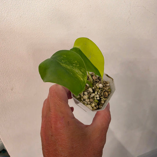 Monstera Aurea – Exact Plant No. 3 - See Description