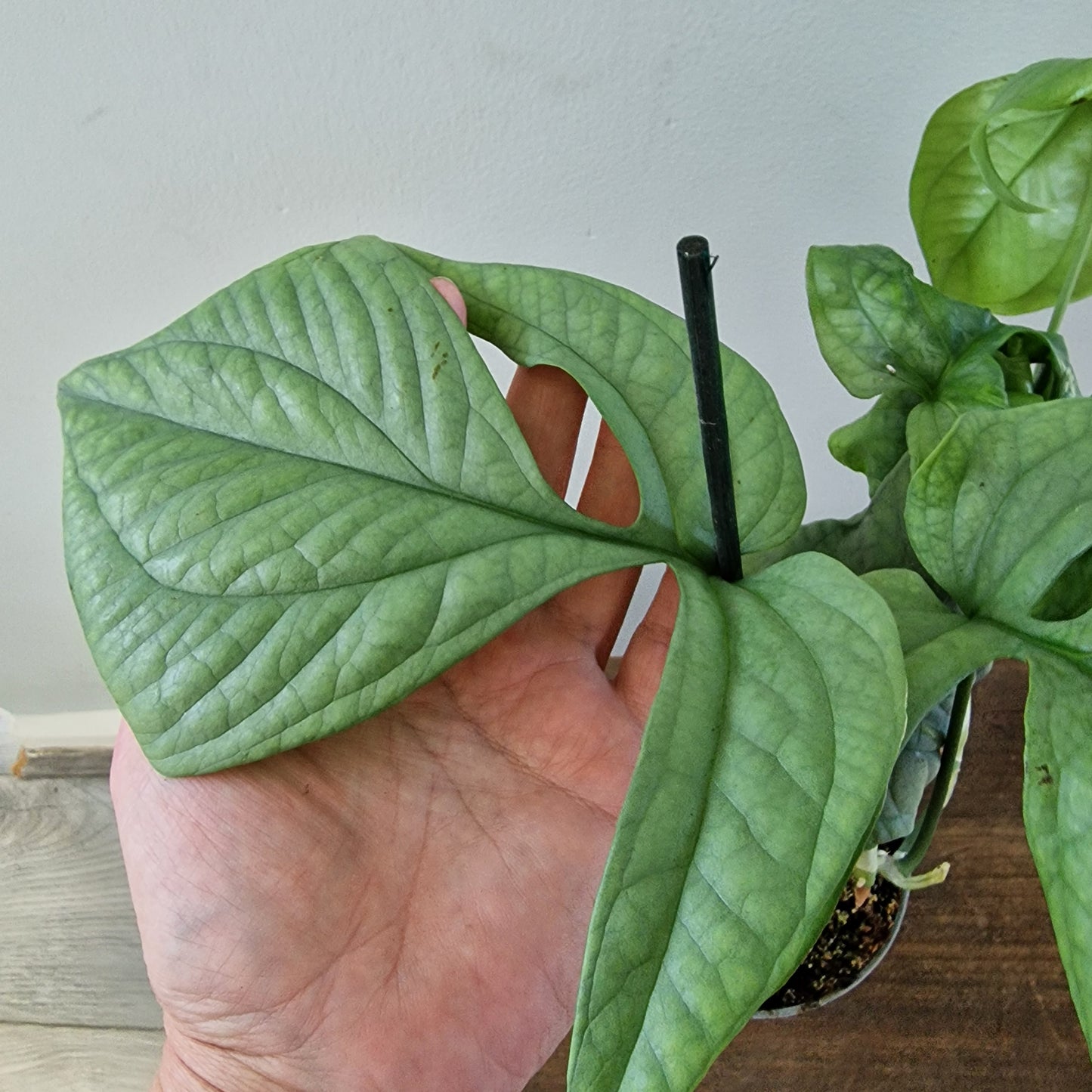 Amydrium Medium Silver – 10cm Pot