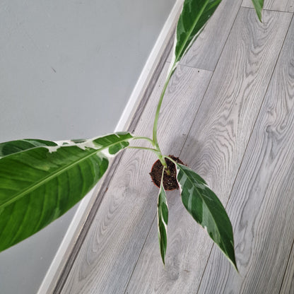 Musa Florida Variegata Rare Houseplant 10.5cm pot (4)