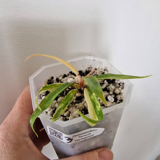 Philodendron Tortum Variegated – Young Exact Plant (#3)