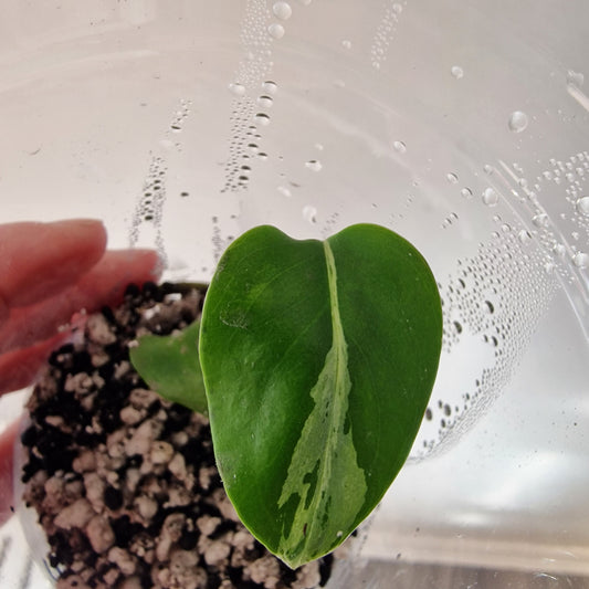 Monstera Bulbasaur – Young TC Plant (Exact Plant #2-2)