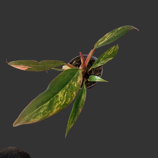 Philodendron Caramel Marble – 6cm Pot (#4)