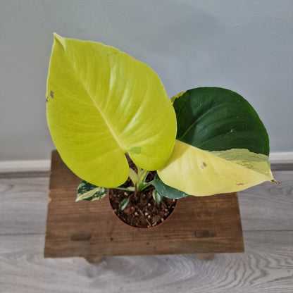 Monstera Deliciosa Aurea – 12cm Pot (#15)