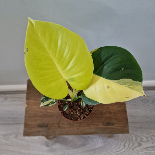 Monstera Deliciosa Aurea – 12cm Pot (#15)