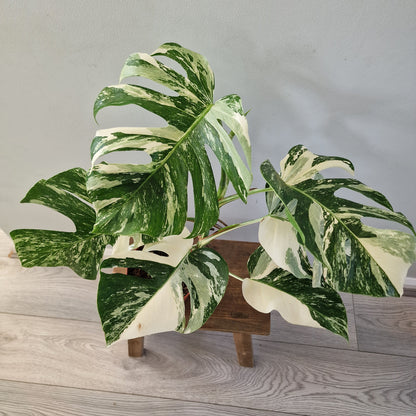 Monstera Albo ‘Super White’ – 15cm Pot (#3)