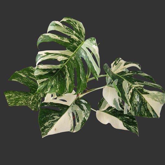 Monstera Albo ‘Super White’ – 15cm Pot (#3)