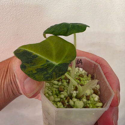 Alocasia Black Velvet Gold Variegated – Established | Exact Plant #1