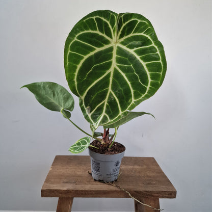 Anthurium Magnificum – 12cm Pot