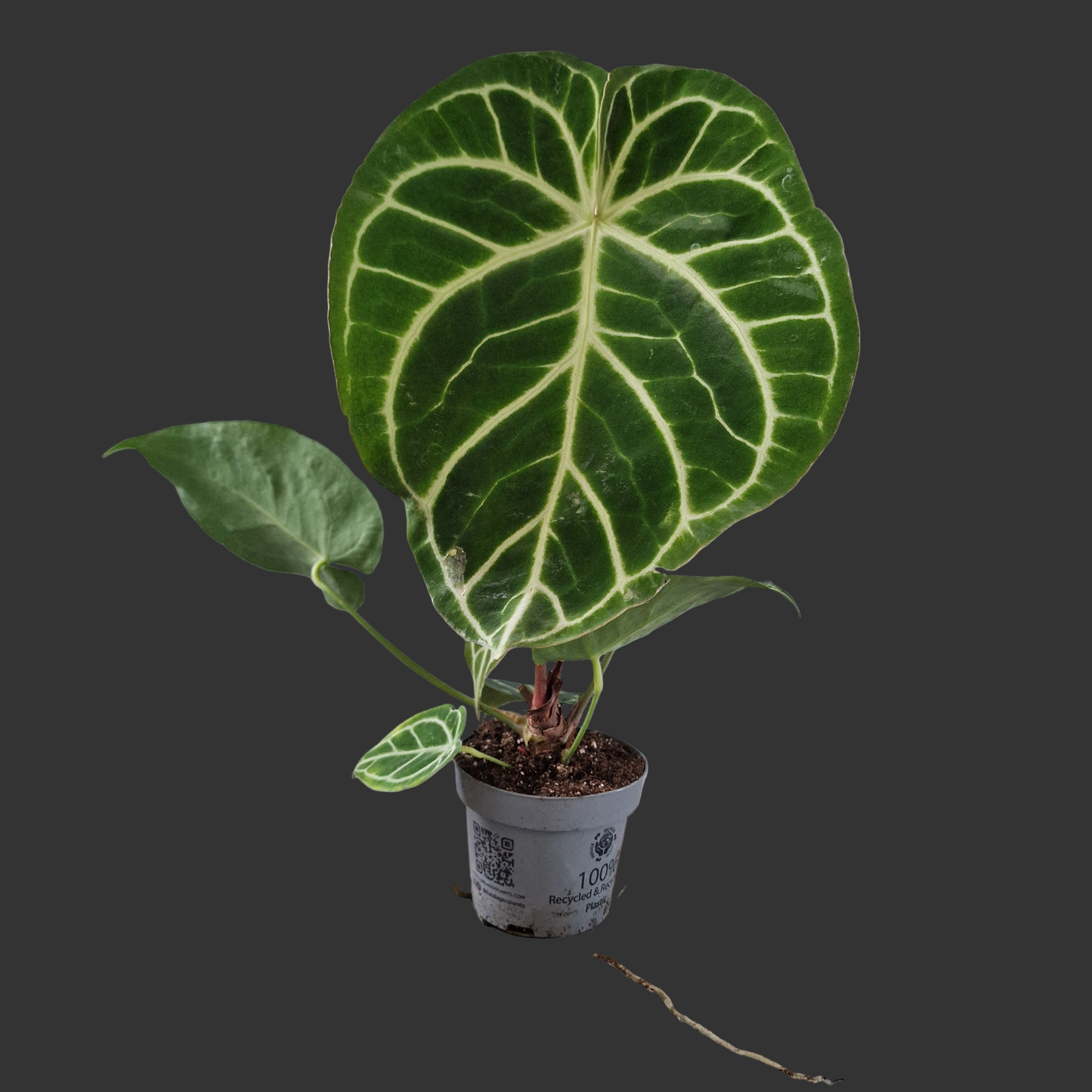 Anthurium Magnificum – 12cm Pot