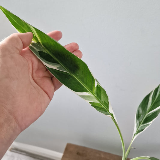 Musa Florida Rare Houseplant approx 40cm tall 10.5cm pot (3)