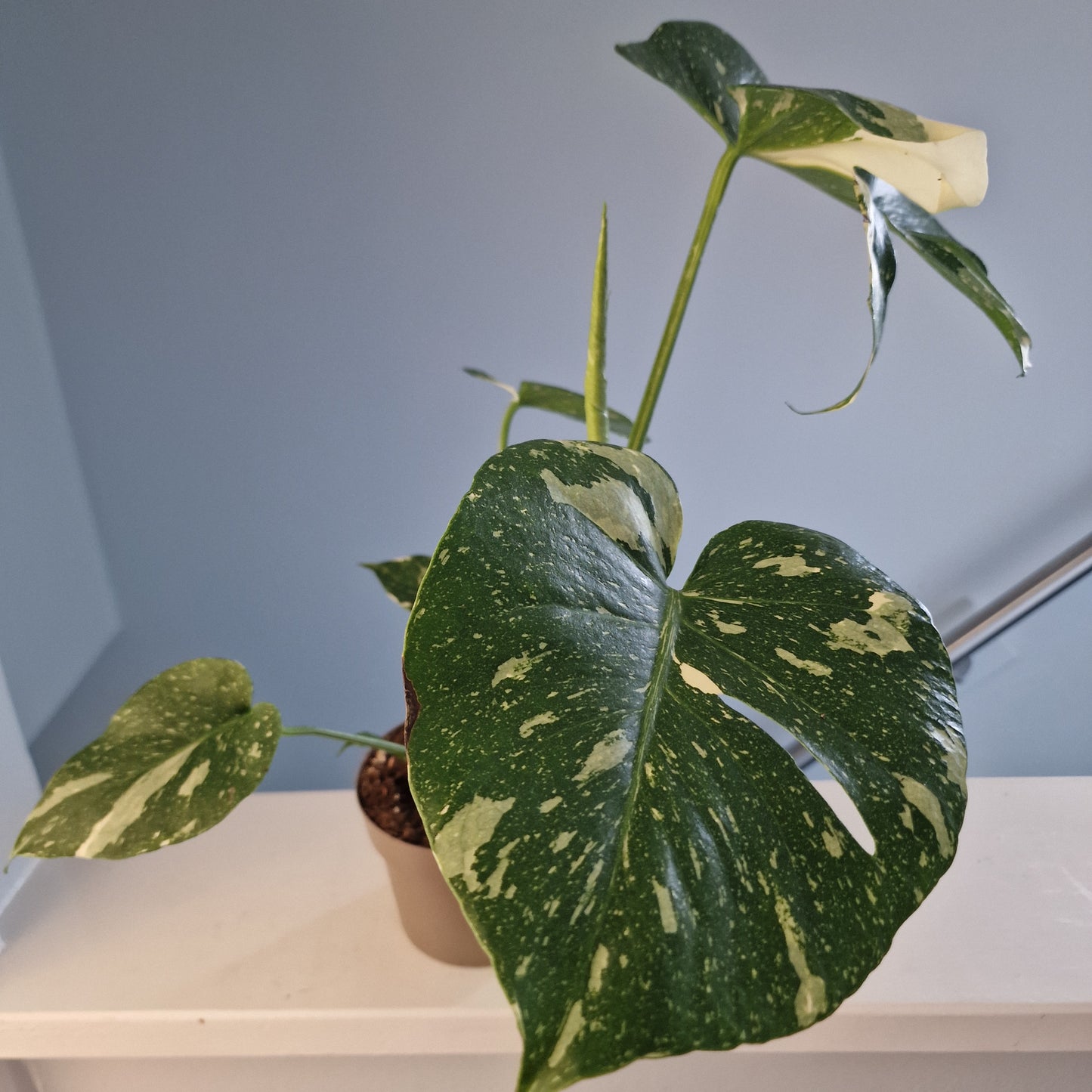 Monstera Thai Constellation Houseplant 12cm pot (2)