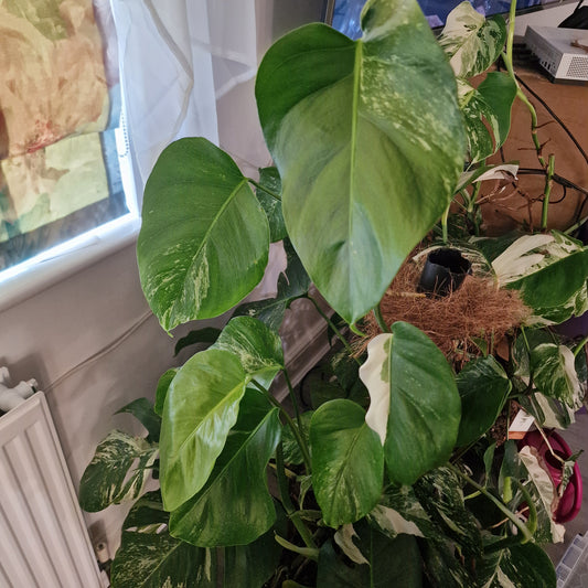 Monstera Albo Good Variegation Middle Cutting