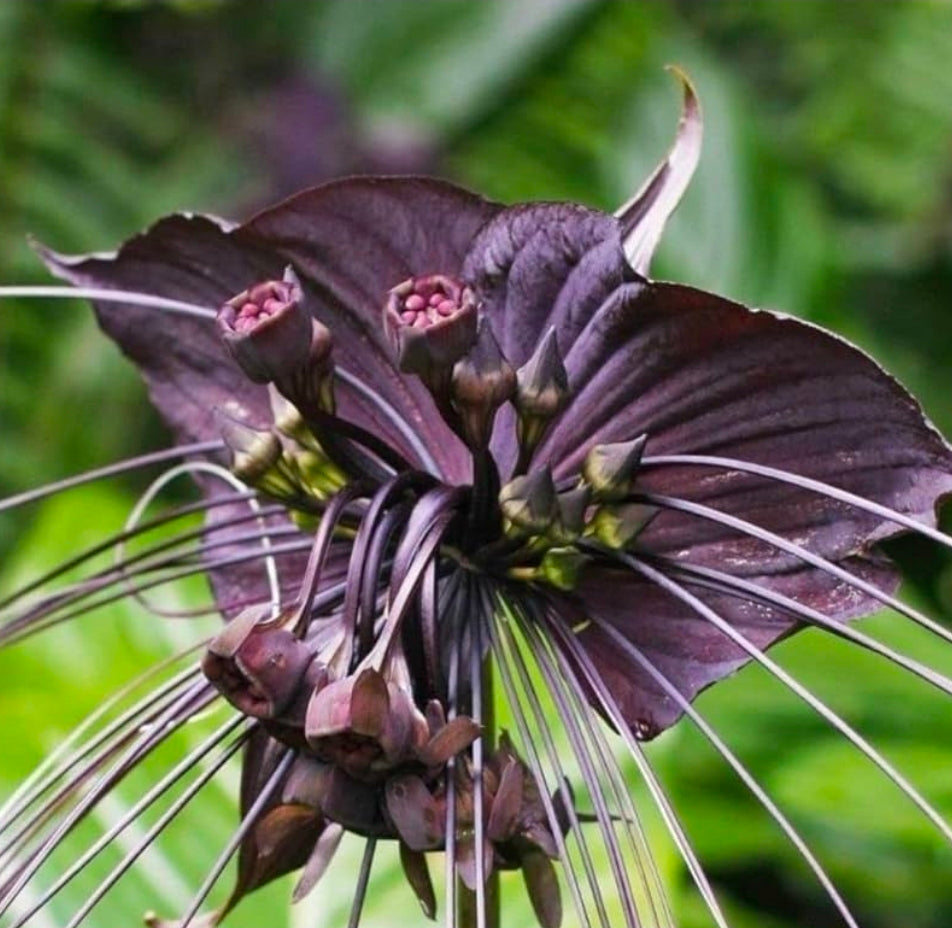 PRE-ORDER – Black Bat Flower (Tacca chantrieri) chosen at random